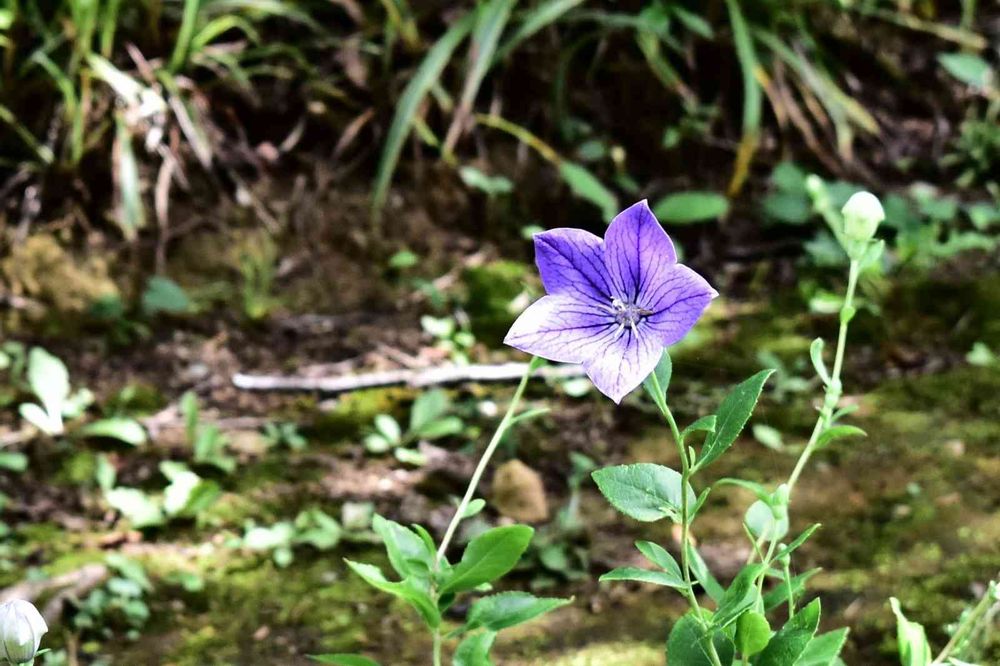 masaharuさんの山手イタリア山庭園への投稿