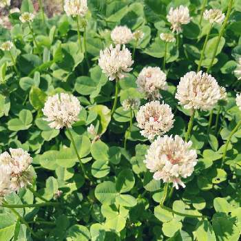 花のかんむりの投稿画像一覧 Greensnap グリーンスナップ