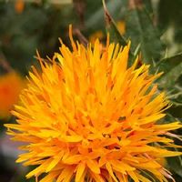 ベニバナ 紅花 の育て方 種まき時期や植え付け方法は Greensnap グリーンスナップ