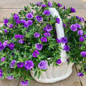 スーパーベルダブルブルー,スーパーベル  ダブルブルー,PWスーパーベルダブルブルー,ガーデニング,ガーデンの画像