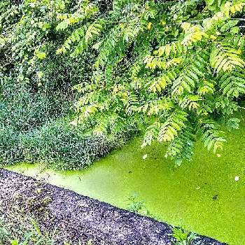 水草 種類不明の投稿画像一覧 Greensnap グリーンスナップ