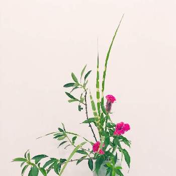 瓶花の画像 by mkkさん | 部屋とケイトウとレンギョウと矢羽ススキと小原流とお稽古と傾斜型と瓶花といけばなと花のある暮らし