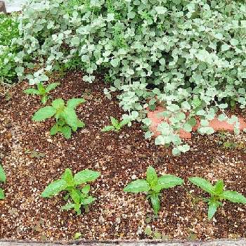 ヘリクリサム ペティオラレの投稿画像一覧 Greensnap グリーンスナップ