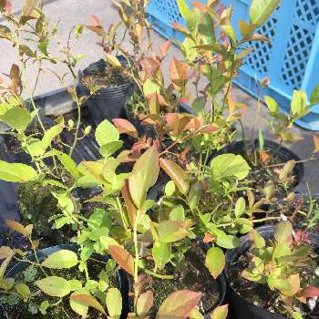 ブルーベリー実生の投稿画像一覧 Greensnap グリーンスナップ