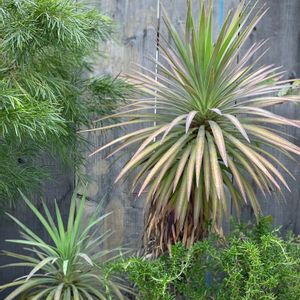 観葉植物,庭木,屋上ガーデン,花のある暮らし,レトロの画像