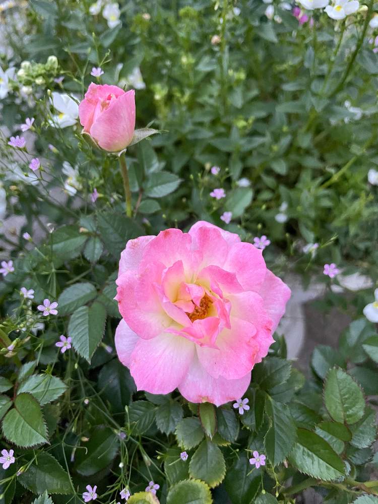 可憐な花の投稿画像 By まじょるかさん 花のある風景と かすみ草とおうち園芸とはなのある暮らしとバラ と花を咲かせる喜びと花を愛でるとピンクのお花 と庭仕事 21月7月1日 Greensnap グリーンスナップ