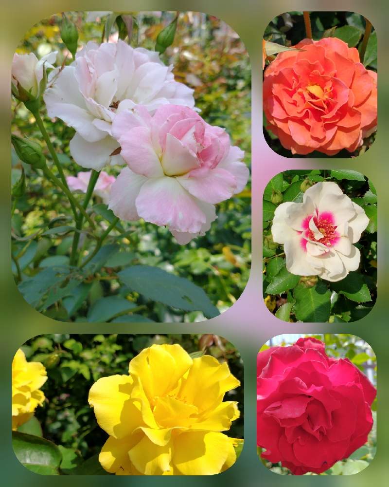の画像 by hiroさん | ラルサバビロンとピンクの花が好きと医療関係者に感謝とJuneの会とばら大好きとコロナに負けるな‼️とマチルダ薔薇と薔薇.ブラスバンドとばらの香り