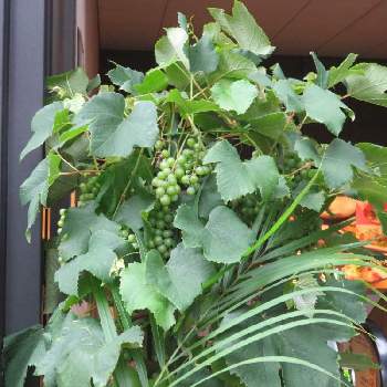 斑入りノブドウ の投稿画像一覧 Greensnap グリーンスナップ