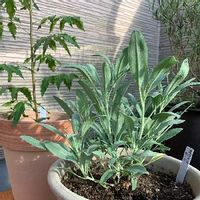 ニームの育て方 植え替え時期や挿し木の方法は Greensnap グリーンスナップ ニームの育て方 植え替え時期や挿し木の方法は Greensnap グリーンスナップ