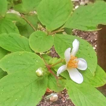 ヒメシャラの投稿画像一覧 Greensnap グリーンスナップ