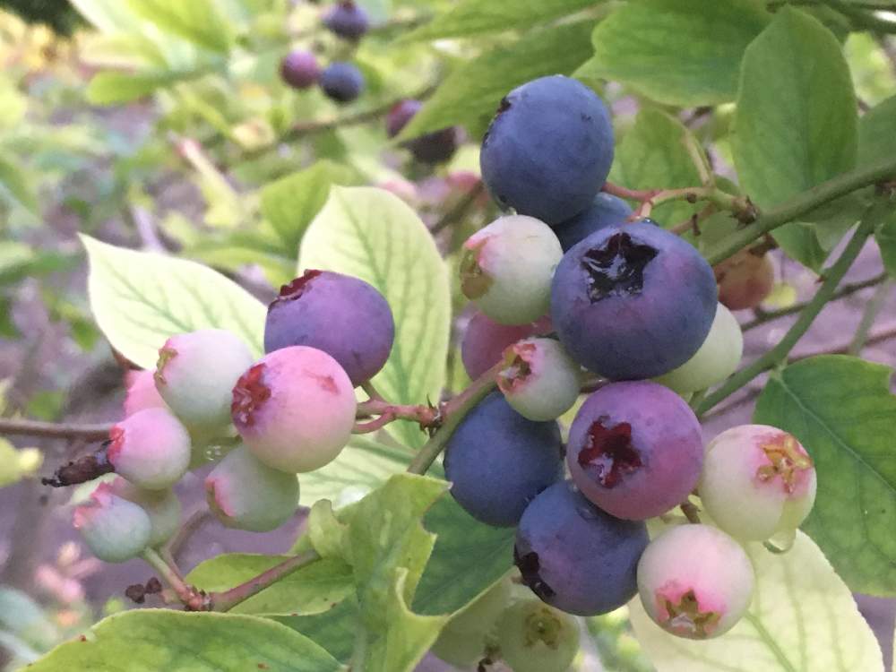 ブルーベリーの投稿画像 By Otomさん ブルーベリーの実と茨城県とベリー系果樹21とピンクの実と緑の葉っぱと紫の実と赤い実 21月7月1日 Greensnap グリーンスナップ