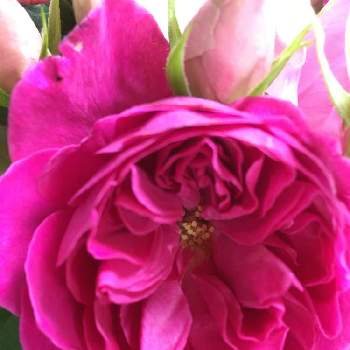 和バラの画像 by naoさん | 窓辺と和バラと花のある暮らしとバラ科とGREEN UP!とおうち園芸