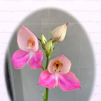 蘭 ディサの画像 by ブンブンさん | 玄関と蘭 ディサと花のある暮らしと華やかと可愛い❤と優しい花