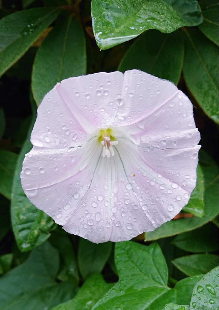 ヒルガオ 昼顔の投稿画像 By ジュリアーノさん しずくとピンクの花と山野草大好きと山野草と雨のしずくとピンク ピンクと山野草大好き協会とピンクワールドと今日のお花としずくキラキラといつも心に太陽をとみんな負けないで とピンクワールドへ ようこそと花のある