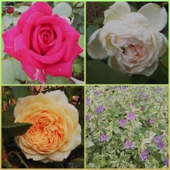バラのある庭の画像 by フレンチトーストさん | 小さな庭とグリーンライフ♡と楽しみ♡とばら大好きと緑のある暮らしと香りのあるバラとバラのある庭ときれい✨