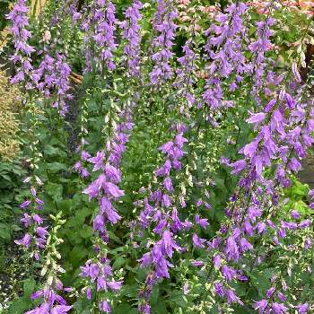 カンパニュラ ラプンクロイデスの投稿画像一覧 Greensnap グリーンスナップ