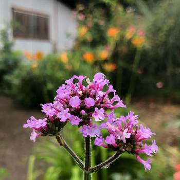 3尺バーベナの画像 by ラックスさん | 広い庭と3尺バーベナと宿根と紫の花と溢れ種
