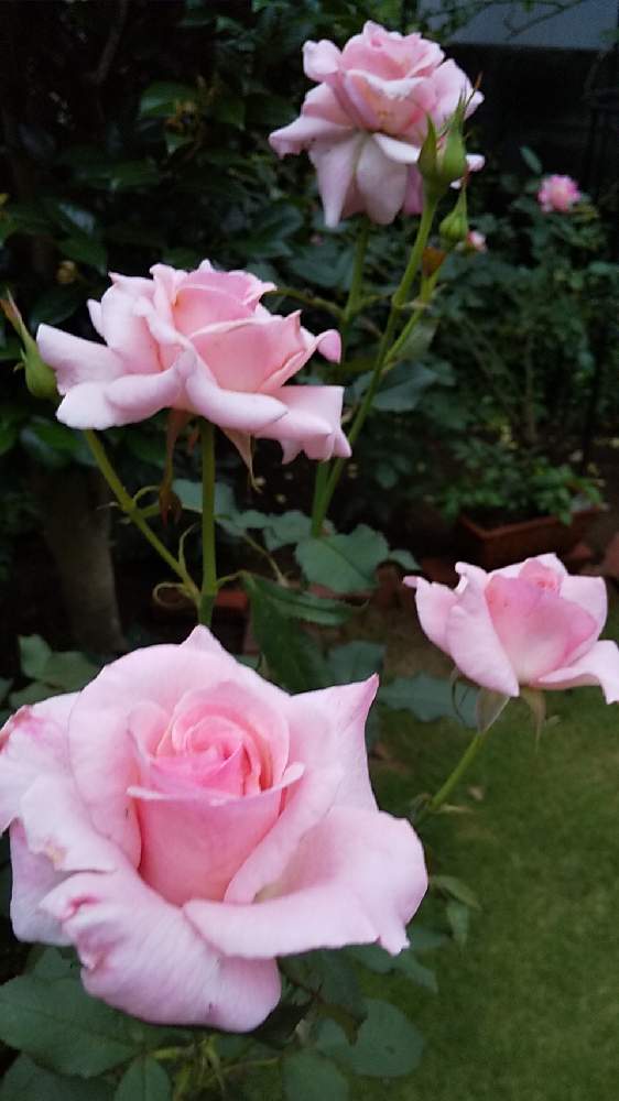 ばら バラ 薔薇の投稿画像 By Cookさん バラ ブライダルピンクと21 Gsでバラ園と薔薇大好き と芝生の庭と夏のお庭と挿し芽好き と葉っぱlove 21月7月2日 Greensnap グリーンスナップ