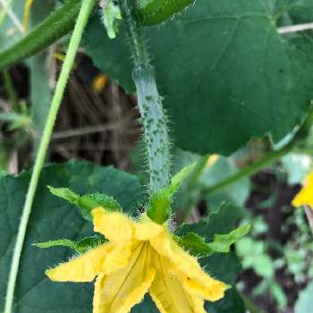 収穫楽しみの投稿画像一覧 Greensnap グリーンスナップ