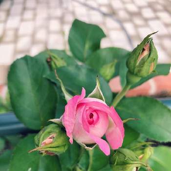 ピンク色のお花♡の画像 by lavender &rose  さん | フェンスとバラ　ストロベリーアイスとピンク色のバラとひとめぼれと花のある暮らしとマイ♡ローズガーデンと可愛いピンク色♡とピンク色のお花♡