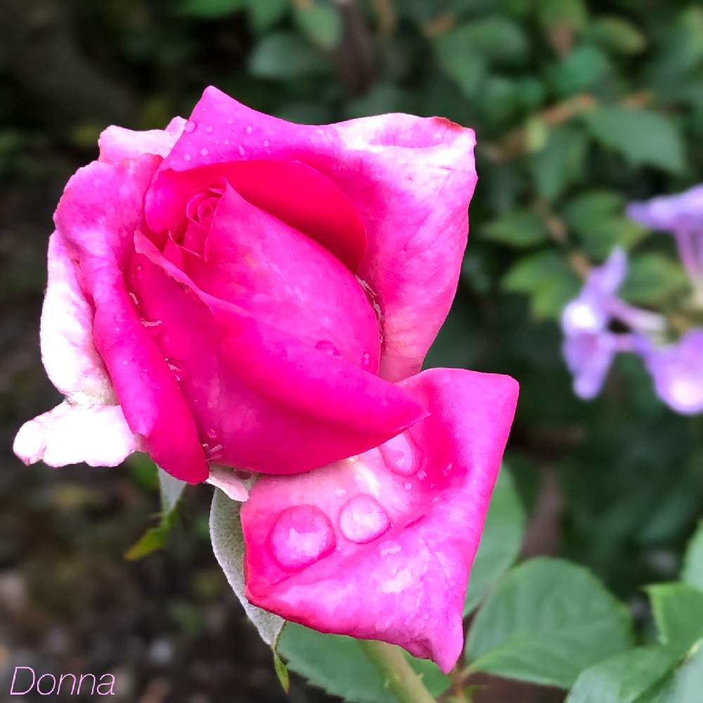 薔薇の投稿画像 By ドナさん シャルトルーズ ドゥ パルムと7月の庭とばら バラ 薔薇とわれら17年組と梅雨に負けないとしぞーか勢とがんばる とバラと夢clubと美しいと花のある暮らし 21月7月2日 Greensnap グリーンスナップ