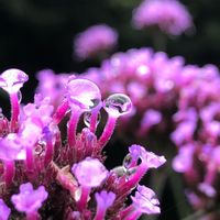 ヤナギハナガサ,三尺 バーベナ,紫の花,花のある暮らし,花園の画像
