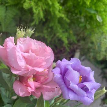 トルコキキョウ♡の画像 by いちごちゃんさん | エントランスとトルコキキョウ♡とおうち園芸❀と可愛い❤と美しい花とお花のある暮らしとありがとうと大好きなお花と鉢植えとガーデニングと癒し…♡