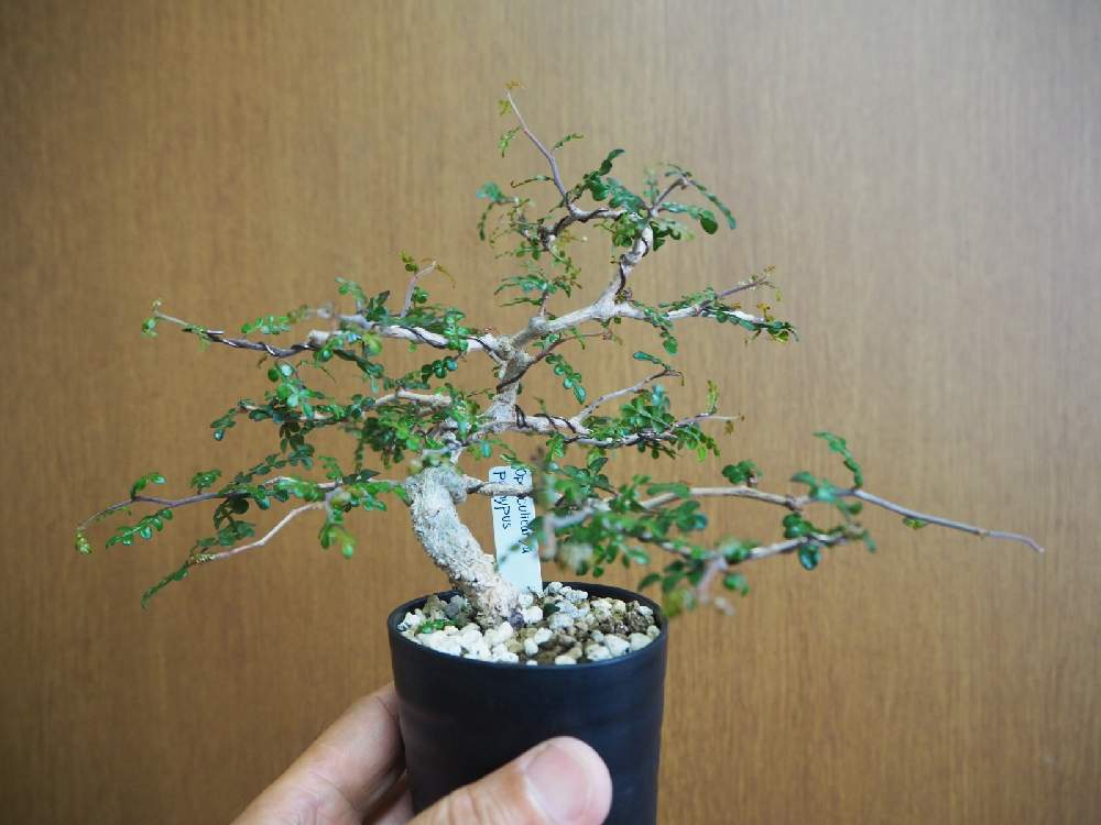 植物/観葉植物 盆栽仕立 オペルクリカリア パキプス 2