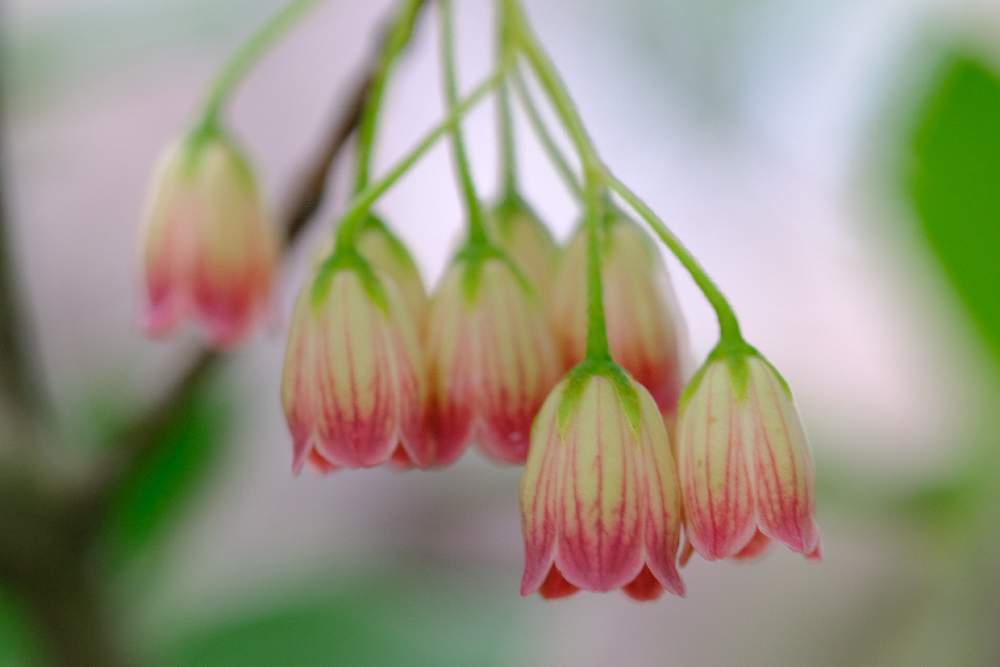 サラサドウダンの投稿画像 By バラ爺さん 山野草めぐりと信州の野草と農園ライフと高山植物類と長野県の自然 21月7月2日 Greensnap グリーンスナップ