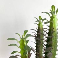 サイウンカク,観葉植物,鉢植え,ユーフォルビア,日光浴の画像