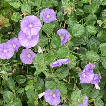 垂れ下がる植物の投稿画像一覧 Greensnap グリーンスナップ