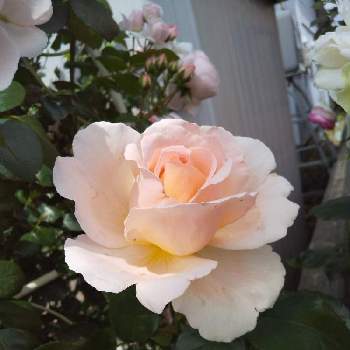 薔薇シンデレラの画像 by 池ちゃんさん | 小さな庭と薔薇シンデレラ