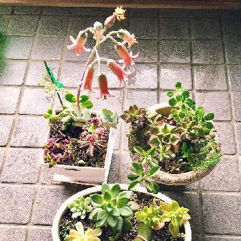 コチレドン オルビキュラータの投稿画像一覧 Greensnap グリーンスナップ