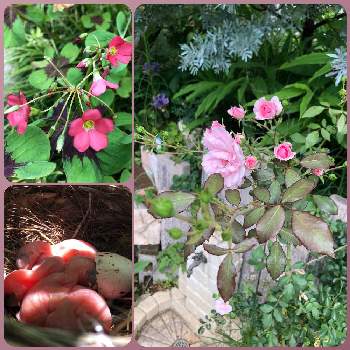 ボニカ'82の画像 by クリムゾングローリーさん | 小さな庭とオキザリス・デッペイとボニカ'82とヒヨドリ♡とガーデンとばら バラ 薔薇とシマトネリコ。とピンクの花と自然てステキ♡とマイガーデン♡と鳥の巣。と赤い花とかわいい❤
