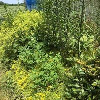 ケマンソウ タイツリソウ の育て方 種まきや植え付け 植え替えの時期は Greensnap グリーンスナップ