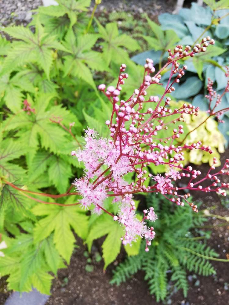 フィリペンデュラ レッドアンブレラの投稿画像 By ぐりさん 葉っぱも癒しと越冬組とつぶつぶとうどんこ病とガーデニング初心者とふわふわ好きと葉っぱ愛とお花は癒しと北海道と北国のガーデニングと札幌 21月7月2日 Greensnap グリーンスナップ