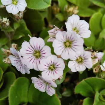 カーペットカスミソウの投稿画像一覧 Greensnap グリーンスナップ