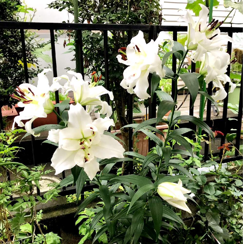 ダブルカサブランカの投稿画像 By Michiさん 鉢植えとホワイトアイズと百合 と花のある暮らし 21月7月2日 Greensnap グリーンスナップ
