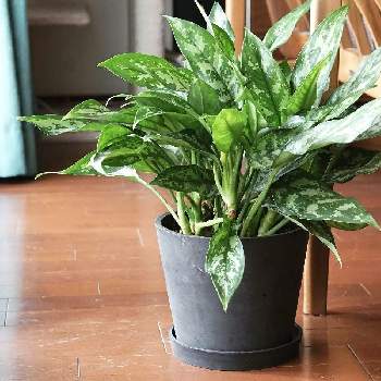 アグラオネマ マリアの投稿画像一覧 Greensnap グリーンスナップ