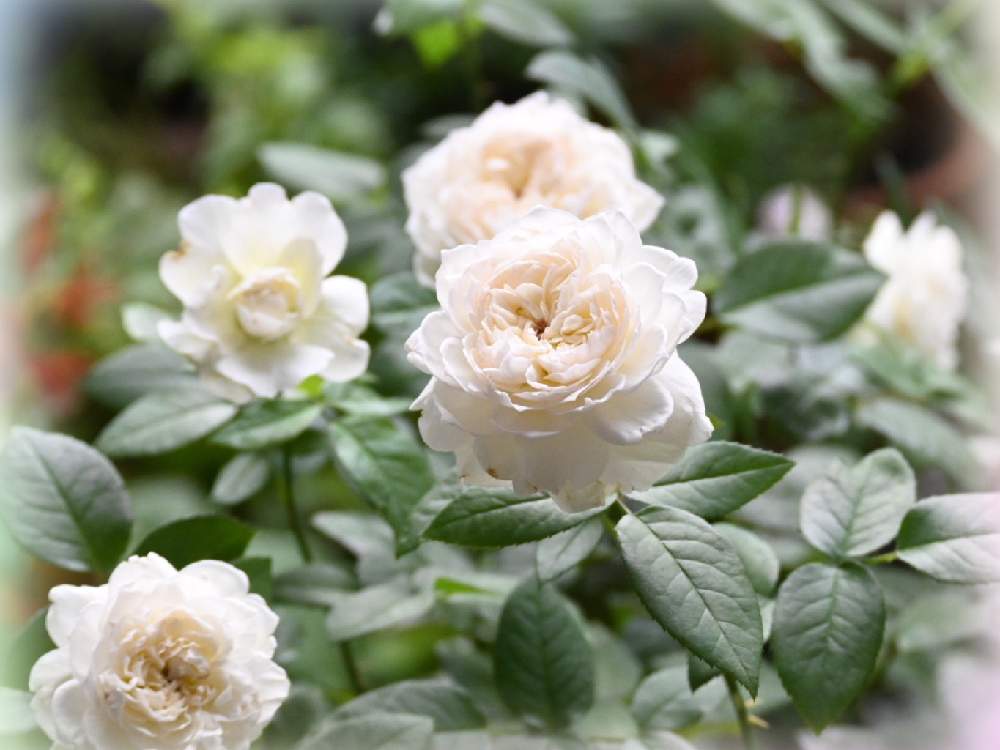 バラ ボレロの投稿画像 By Mimimamaさん ばら バラ 薔薇と薔薇に魅せられてとおうち園芸とバラ 鉢植えとガーデニングと薔薇 といやし と素敵とmimimama ローズ 21月7月2日 Greensnap グリーンスナップ