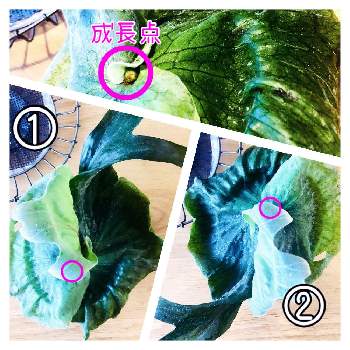 成長点の上下の投稿画像一覧 Greensnap グリーンスナップ