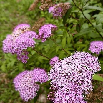 下野の投稿画像一覧 Greensnap グリーンスナップ