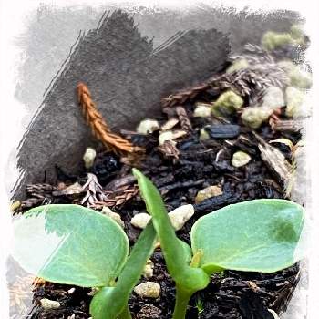 かわいい双葉 の投稿画像一覧 Greensnap グリーンスナップ