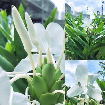 与儀公園の画像 by 　❇︎mimiさん | ハナシュクシャと白い花と那覇市と与儀公園と金曜日の蕾たち