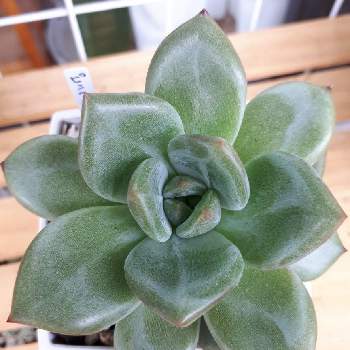 ピンクシャンペンの投稿画像一覧 Greensnap グリーンスナップ