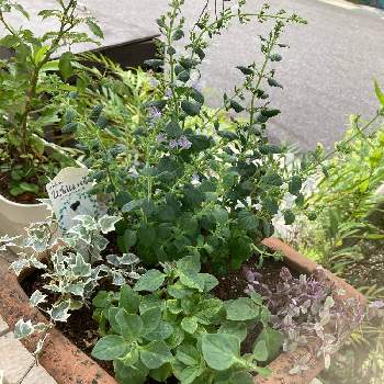 北玄関の投稿画像一覧 Greensnap グリーンスナップ