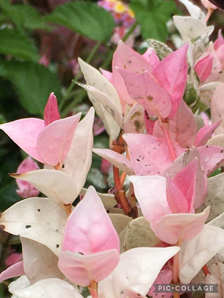 ハツユキカズラの投稿画像 By じぇっとんさん ピンクの花とかわいい とステキ とキレイな葉と挿し木と２０２０年５月同期と鉢植えと白い花と新芽とおうち園芸 21月7月2日 Greensnap グリーンスナップ