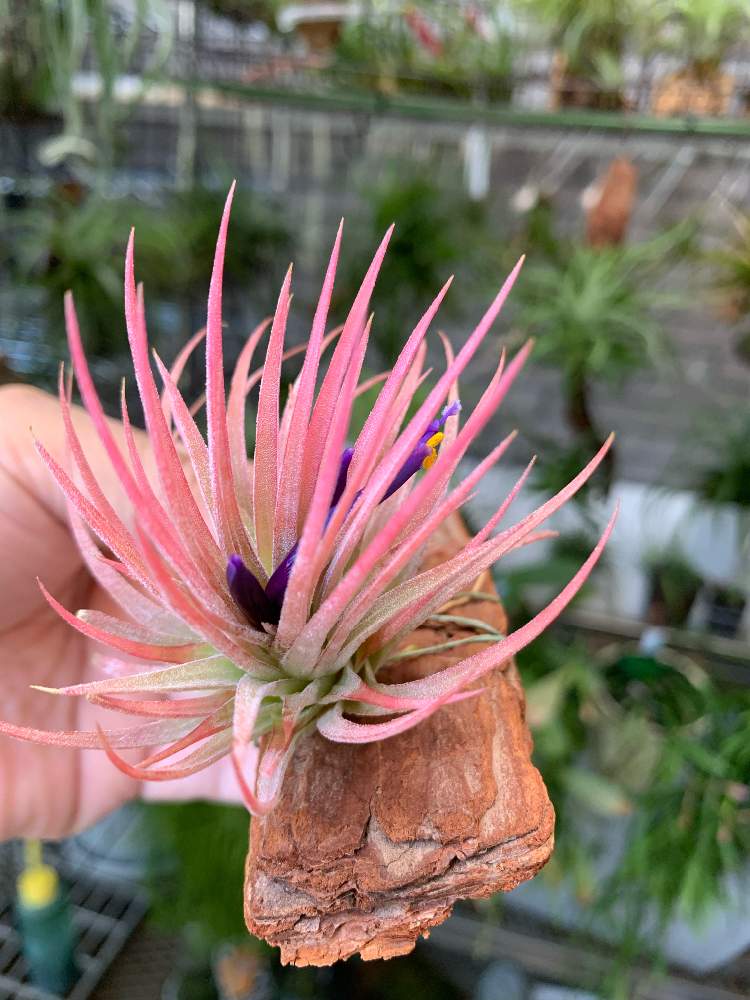 ティランジアの投稿画像 By まーさはるさん 我が家のチランジアと観葉植物と植物のある暮らしとエアープランツ と イオナンタとわが家の観葉植物 とエアプランツ ティランジアと今日のチランジアとgreenが好きとおうち園芸とティランジア属と植中毒とチランジア属と