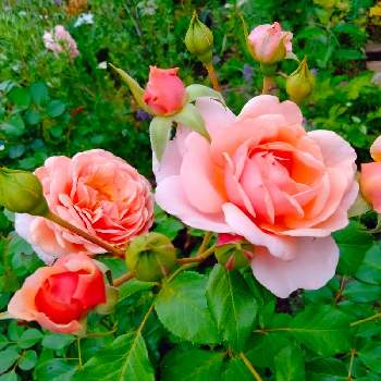 ビンクの花♡の画像 by tottokoさん | 広い庭とエリザベス スチュワートとビンクの花♡とにわの草花とピンク！ピンク！ピンク！とピンクの花とピンクの花が好きと北海道からと花のある暮らし