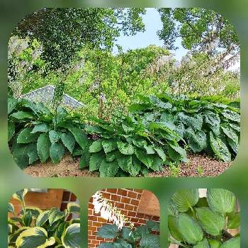 和歌山県植物公園緑化センターの投稿画像一覧 Greensnap グリーンスナップ